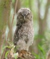 /album/my-local-birding-gallery/young-tawny-ow-chick-at-our-osett-reserve-jpg/